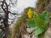 41 Primula auricula-Orecchia d'orso